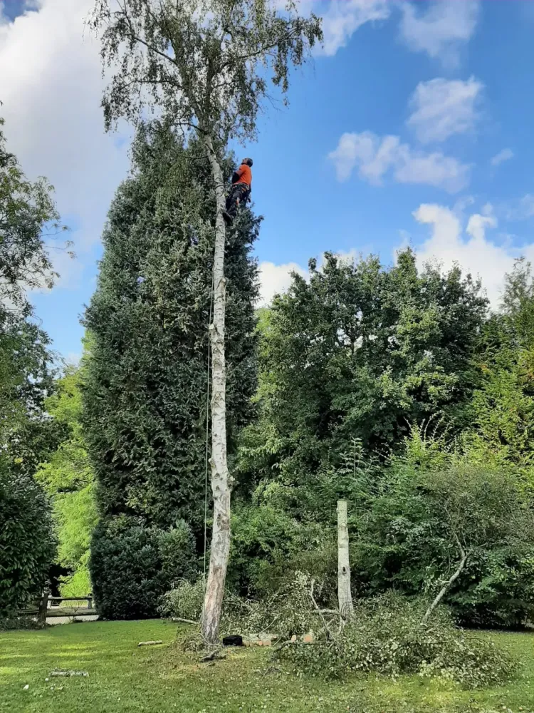 Elagage d'arbre près de Mont Saint Aignan