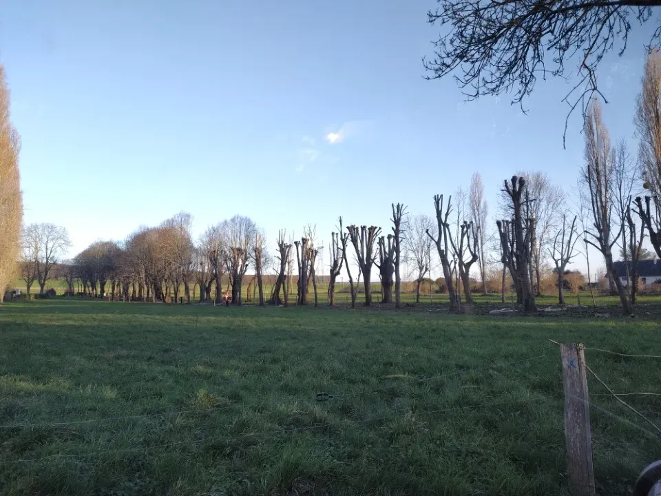 Elagage près de Rouen