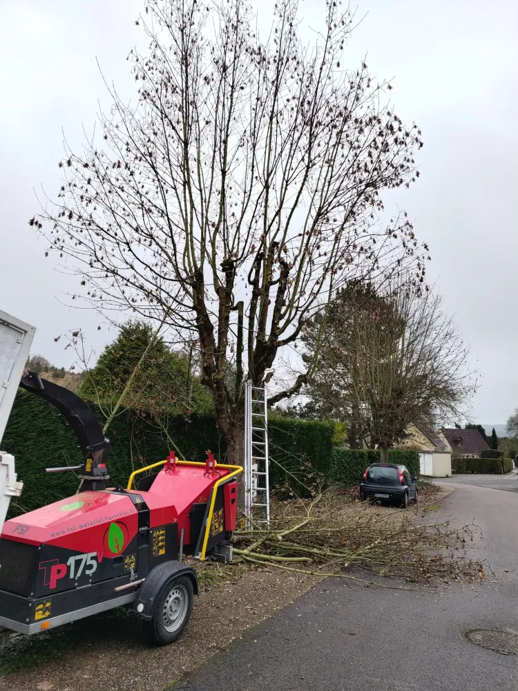 Elagage d'arbre près de Le Mesnil Esnard