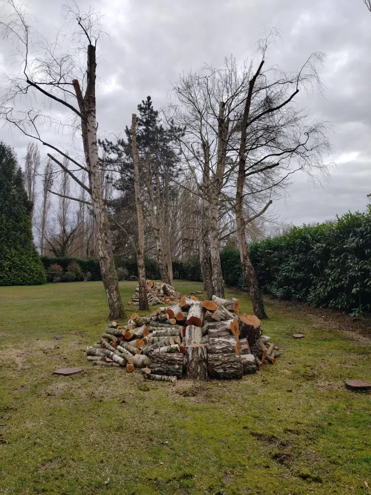 Abattage d'arbre près de Rouen