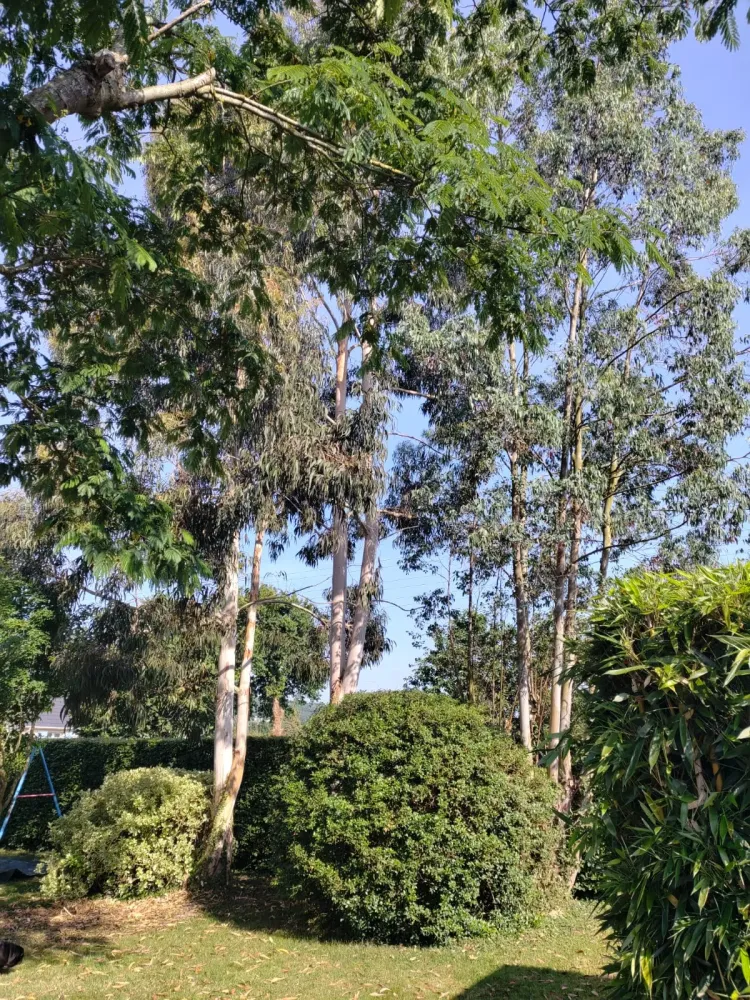 Aménagement de jardin près de Darnétal